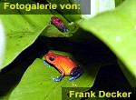 Zur Fotogalerie von Frank Decker