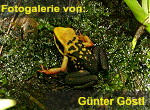 Zur Fotogalerie von G&uuml;nter G&ouml;stl