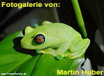 Zur Fotogalerie von Martin Huber (Froschlurche.de)