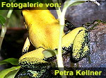 Zur Fotogalerie von Petra Kellner