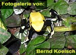 Zur Fotogalerie von Bernd Koelsch