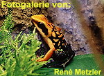 Zur Fotogalerie von Ren&egrave; Metzler
