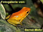 Zur Fotogalerie von Bernd Mohr