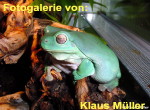 Zur Fotogalerie von Klaus M&uuml;ller