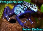 Zur Fotogalerie von Peter Kiessner (Froschfotos.de)