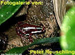 Zur Fotogalerie von Peter Reuschling (Dendrobatiden.com)