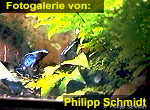Zur Fotogalerie von Philipp Schmidt