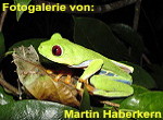 Zur Fotogalerie von Martin Haberkern
