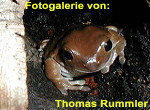 Zur Fotogalerie von Thomas Rummler