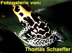 Zur Fotogalerie von Thomas Schaeffer