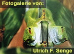 Zur Fotogalerie von Ulrich F. Senge