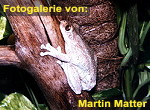Zur Fotogalerie von Martin Matter