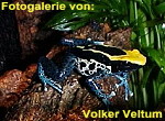 Zur Fotogalerie von Volker Veltum